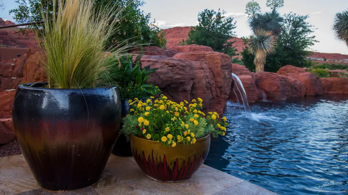 yellow flowers growing in a pot by the side of a pool with a waterfall