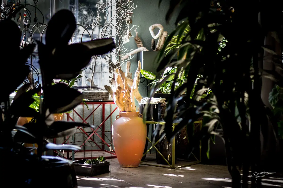 interior display featuring subtropical plants and pottery