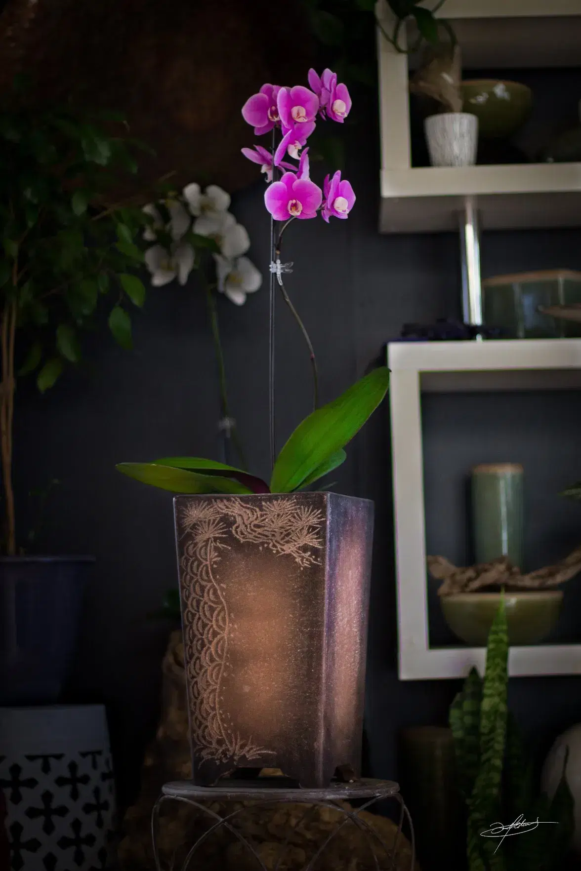 a pink flower growing from a pot indoors