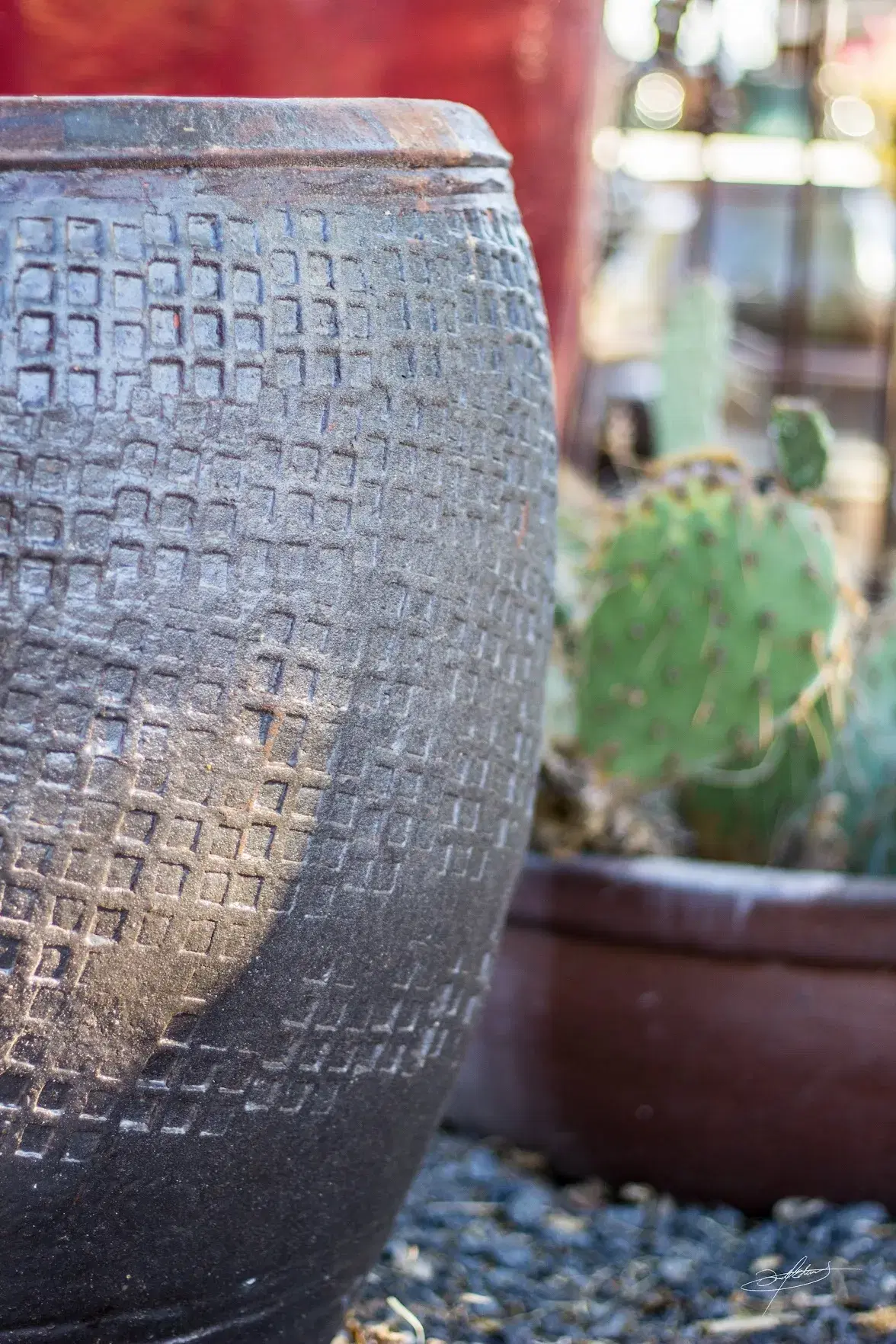 a cactus growing in a pot, next to a much larger pot