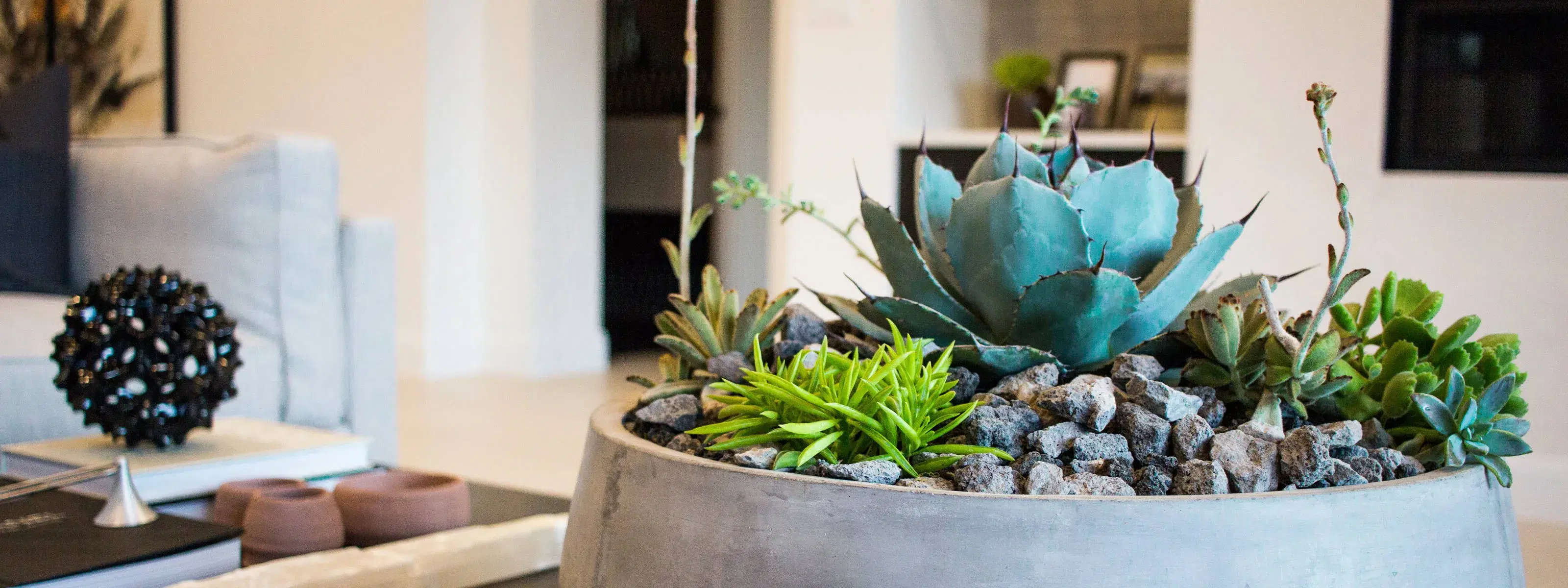 succulents planted in a ceramit pot on a coffee table