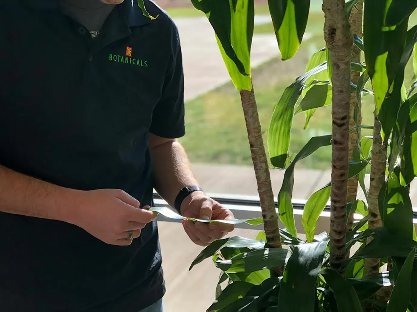 Man maintaining a subtropical tree