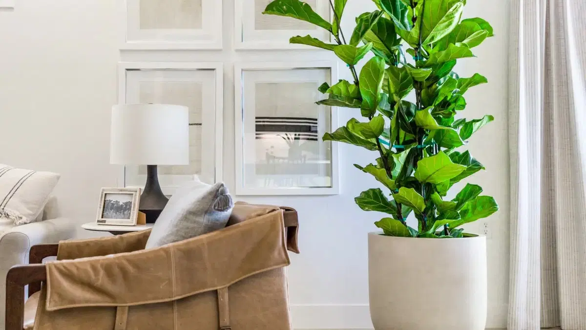a modern room decorated with a tan pot with a deep green plant