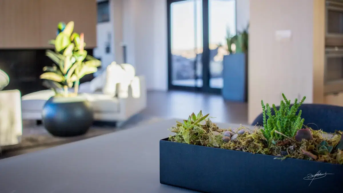 close up of succulents in a pot, in a large, windowed room