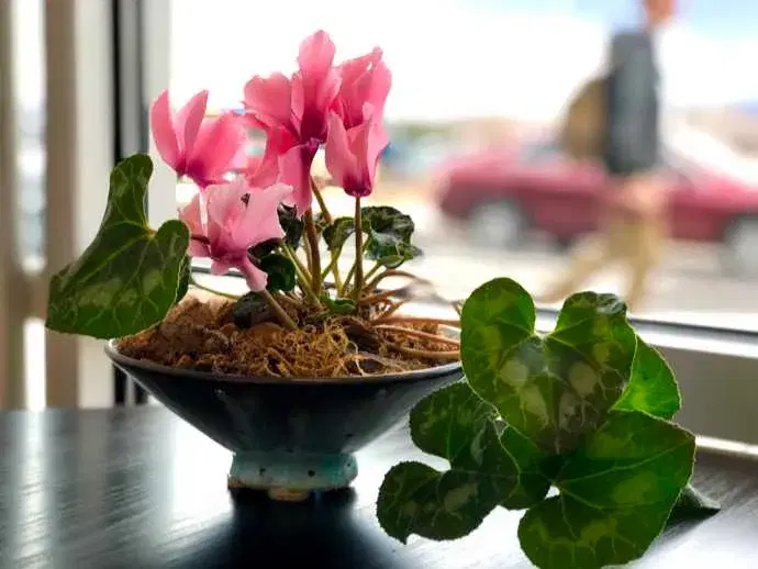 close up of pink flowers growing in a small ceramic pot on a table