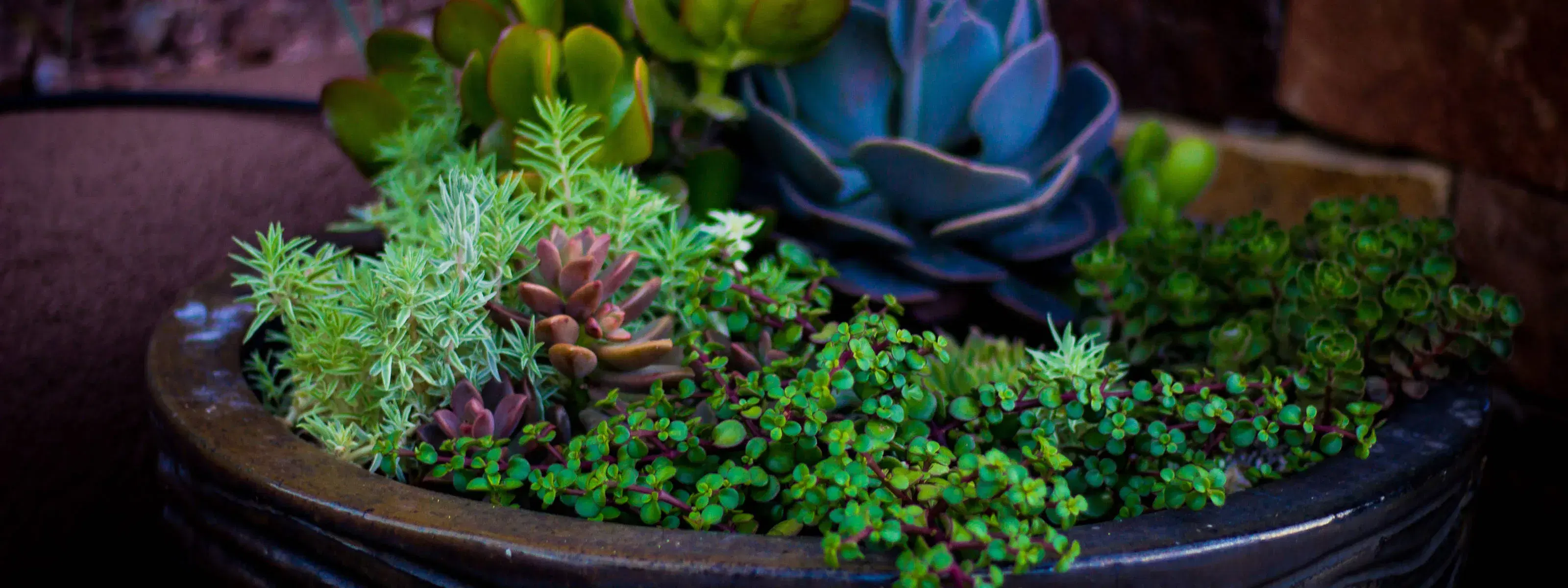 close up image of a glazed ceramic pot full of vibrant succulents