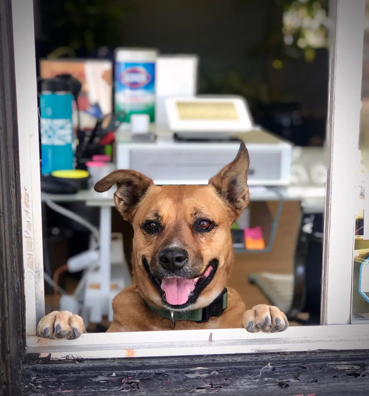 a dog peeking its head out of the window of the shop