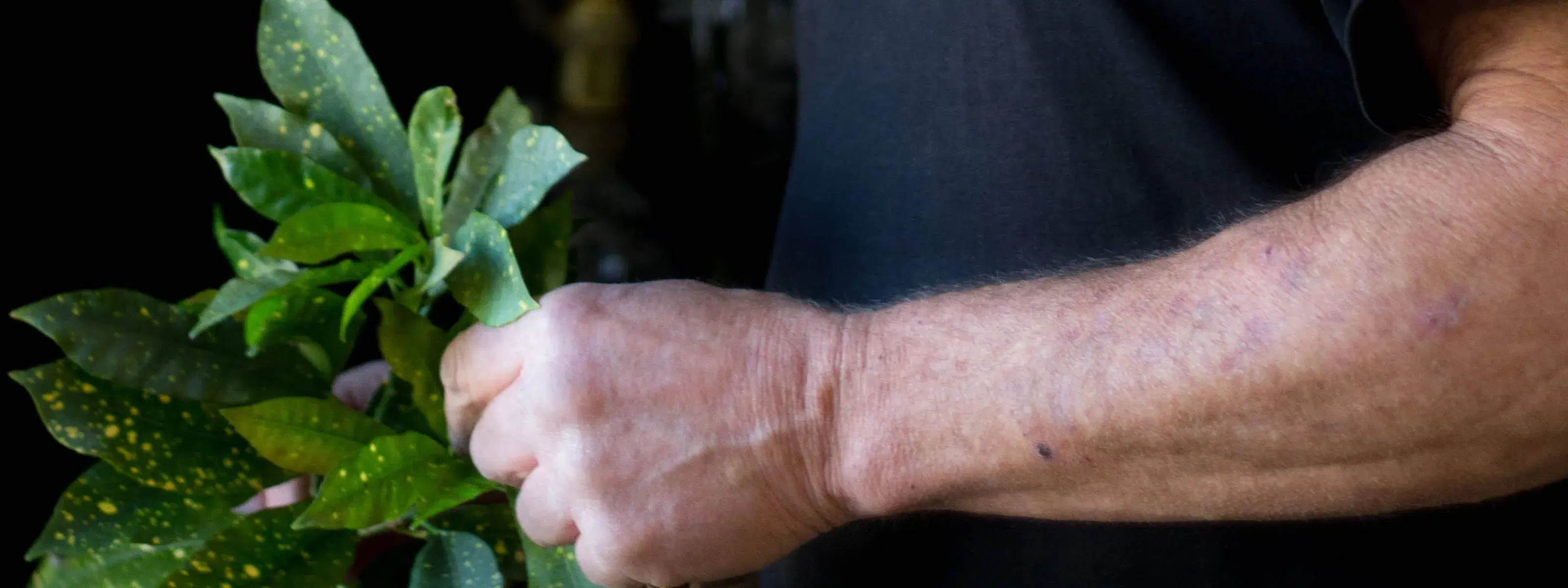 man caring for and maintaining a subtropical plant