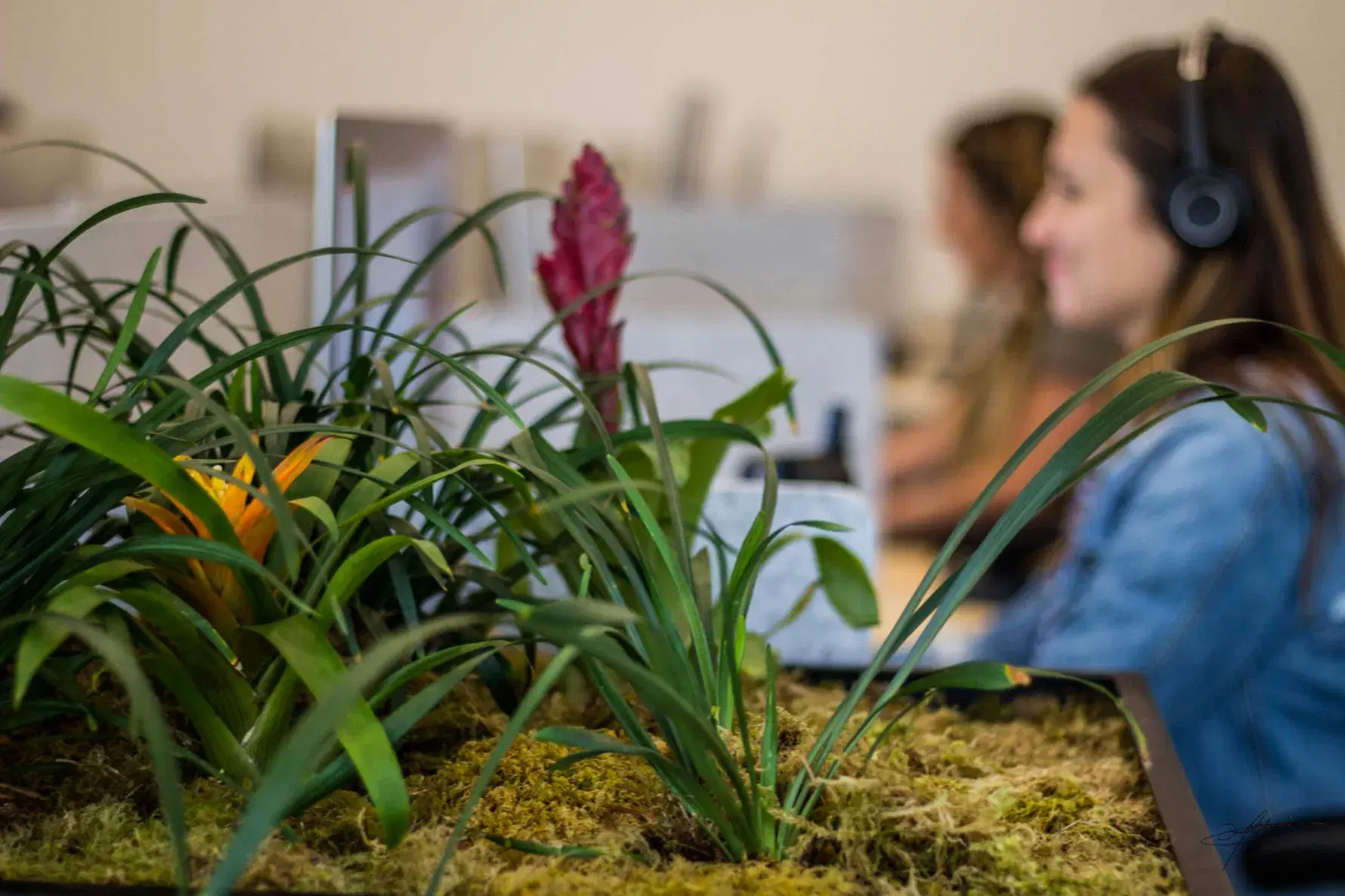 close up of bromeliads with a smiling office worker in the background