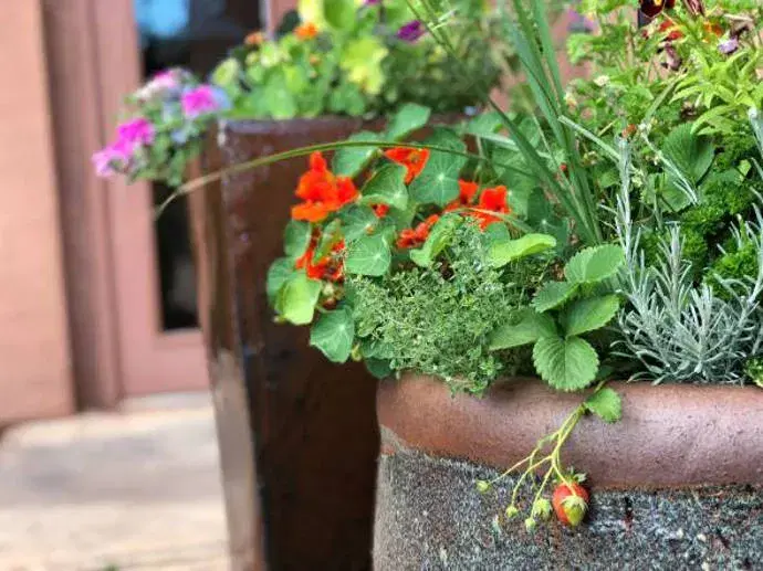 close up of strawberry plants growing and overflowing from a ceramic pot