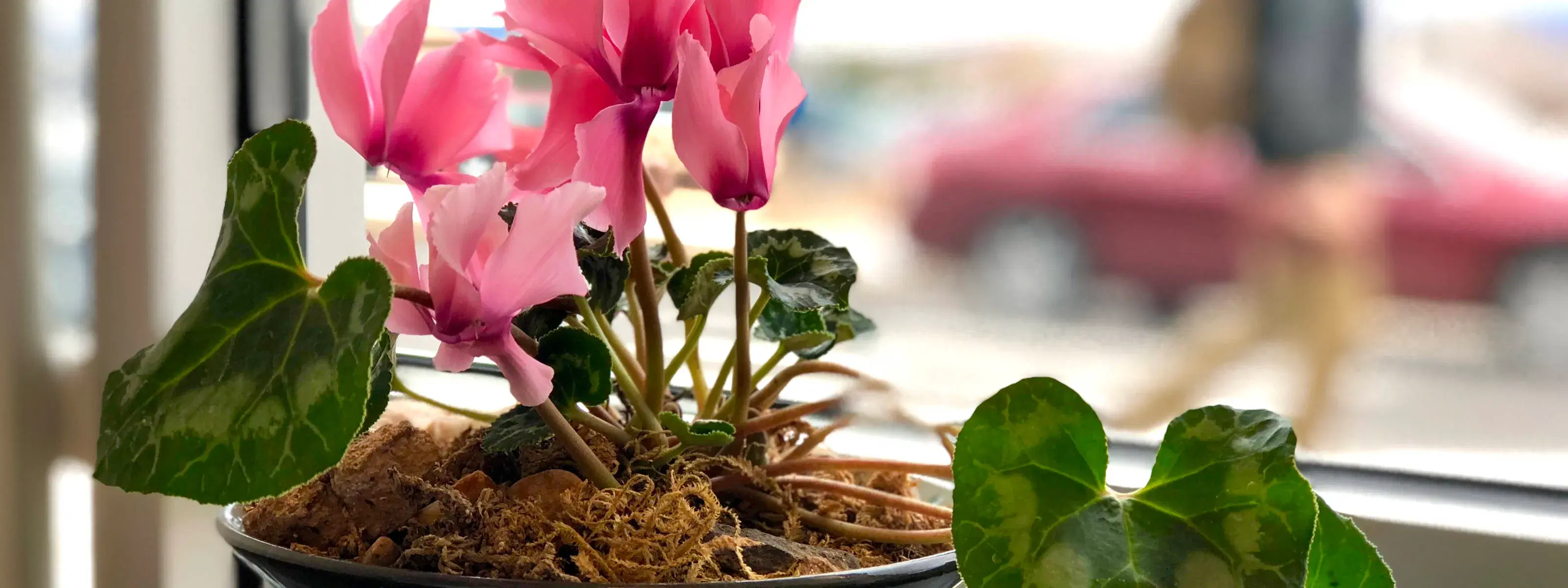 closeup of pink flowers growing in a pot