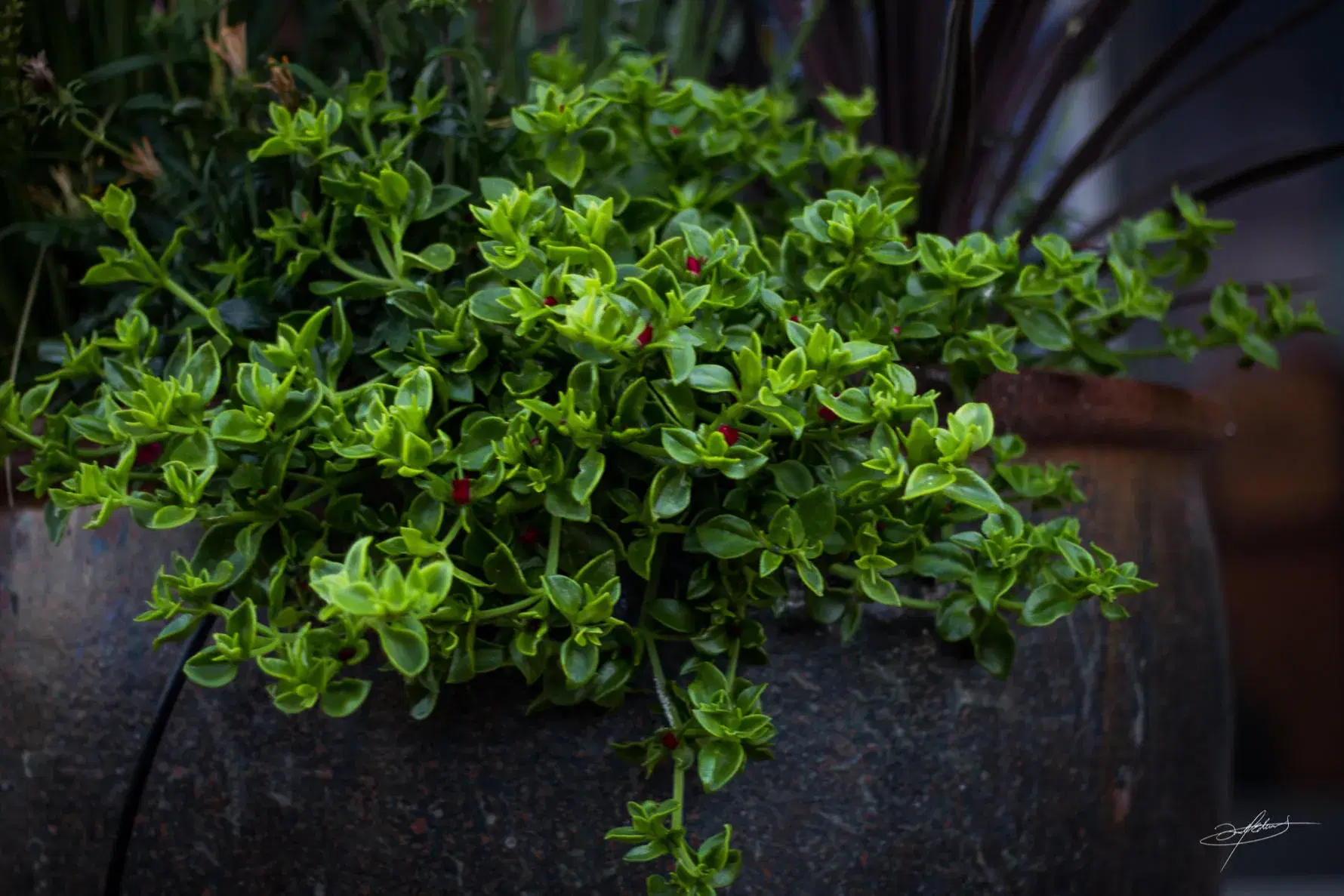 closeup of beautiful green succulent in ceramic pot