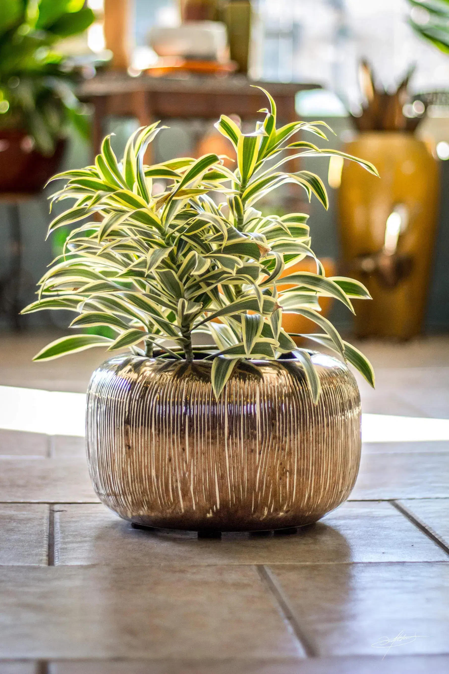 beautiful plant potted in a small, stripe-textured ceramic pot