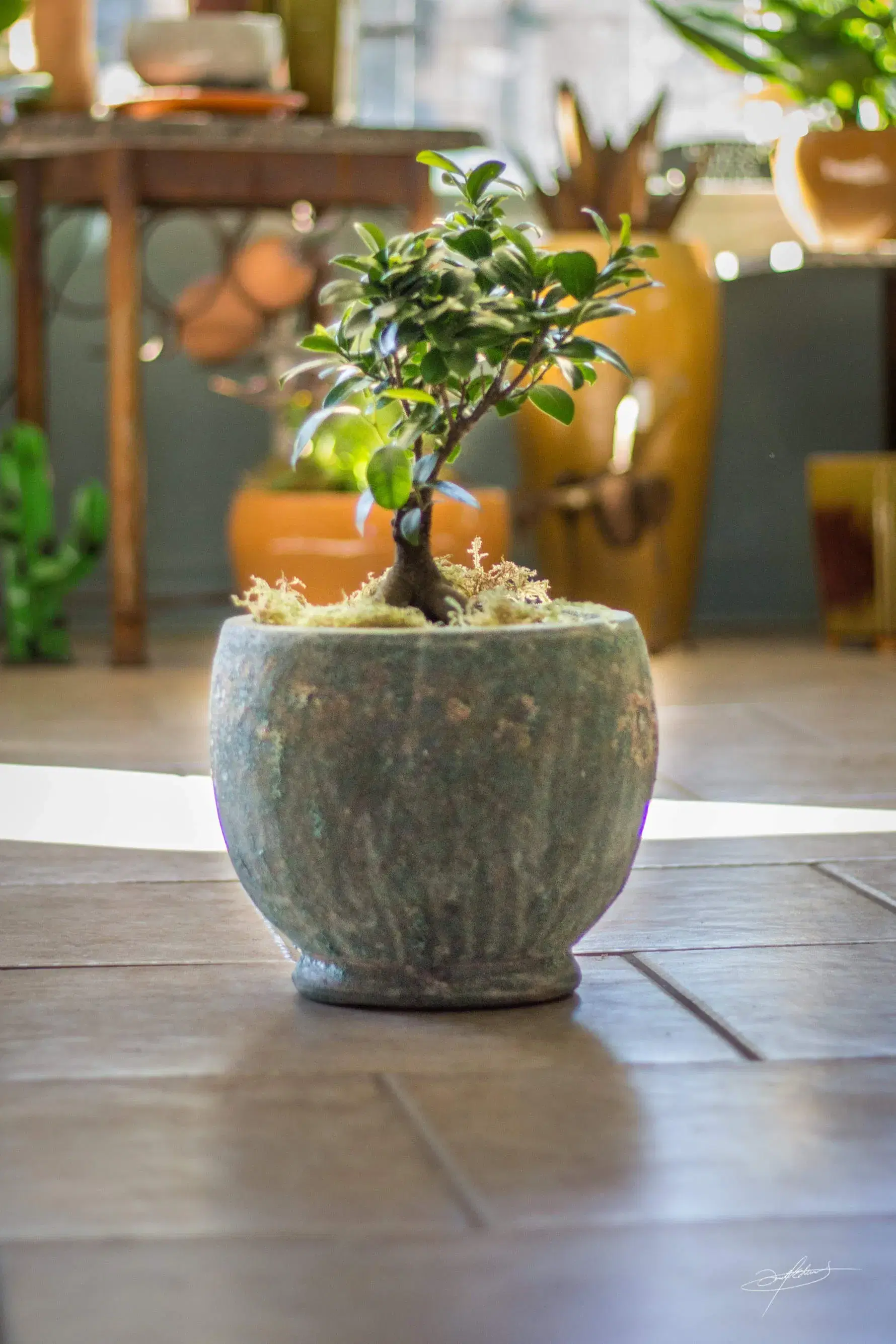 beautiful plant in a container with a view out a window behind it
