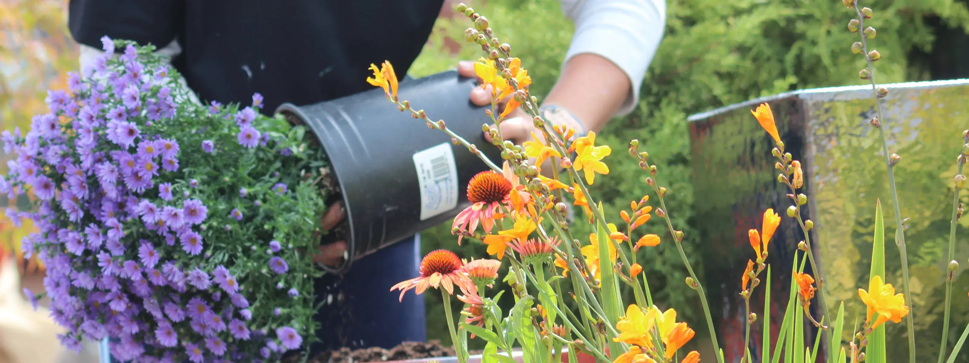 purple flowers being carefully planted by a Botanicals professional