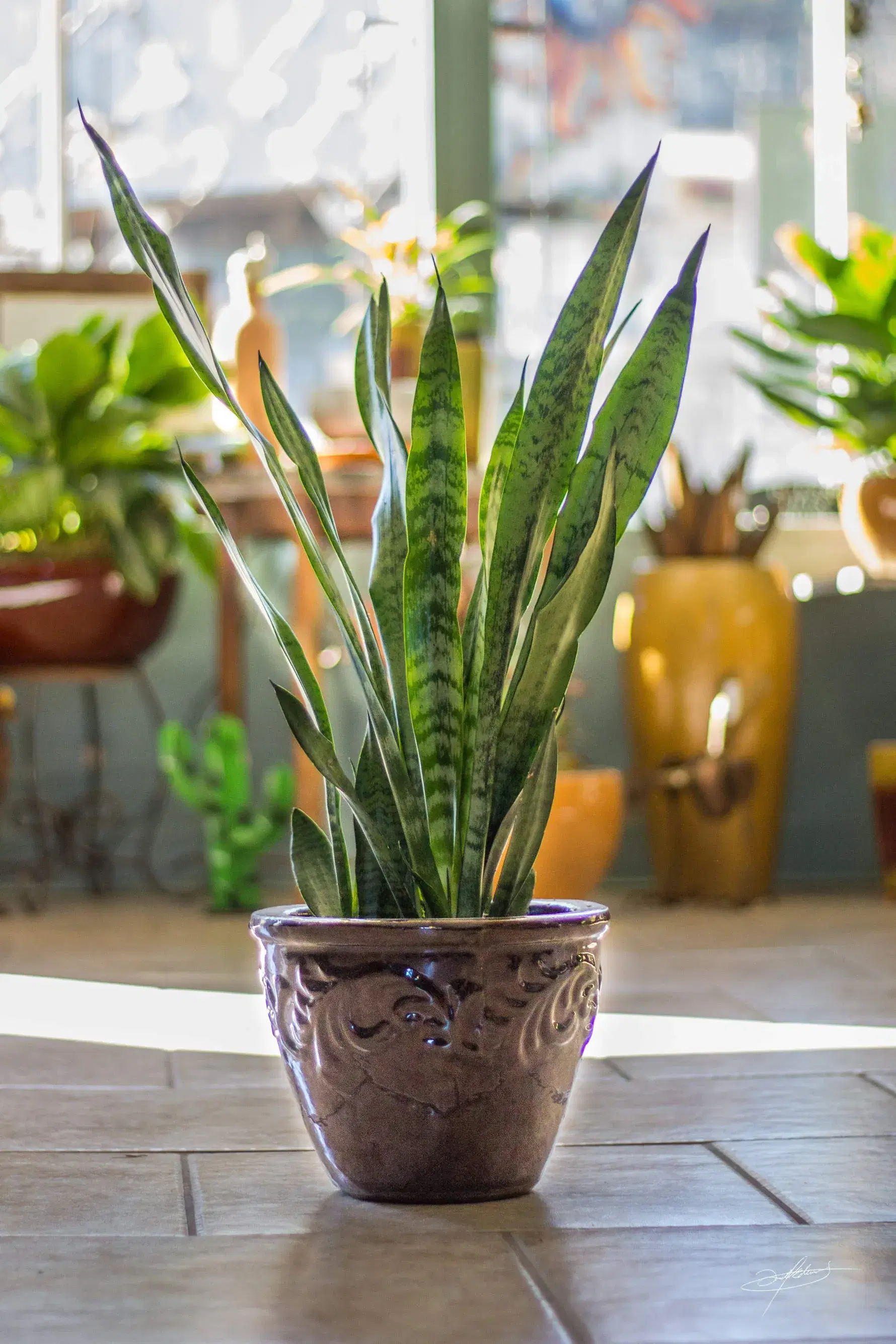 beautiful plant in a container with a view out a window behind it