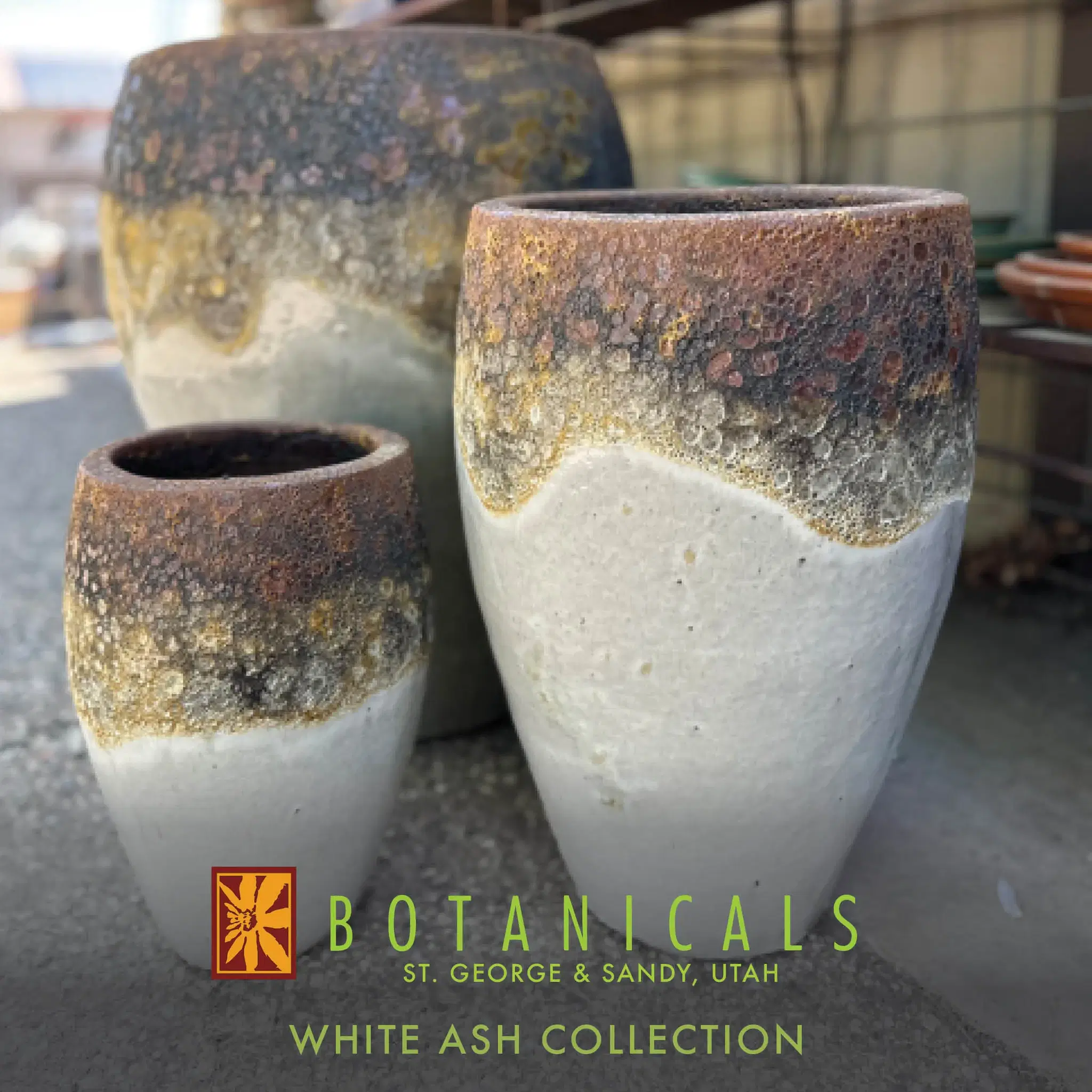 White Ash Collection