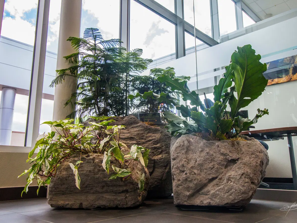 pumice rocks carved into planters, with many subtropical species growing in them
