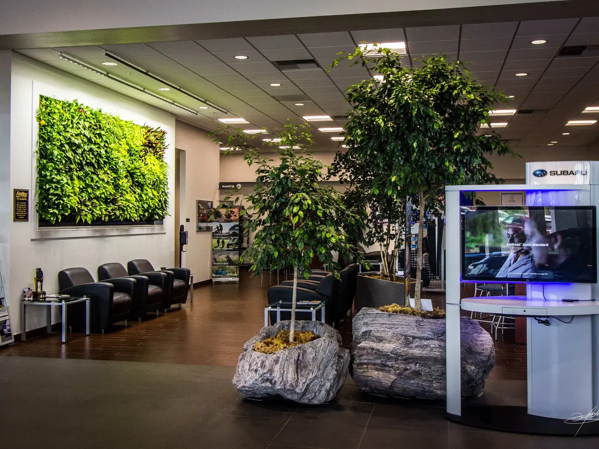 pumice rock planters growing indoor trees in a car dealership lobby