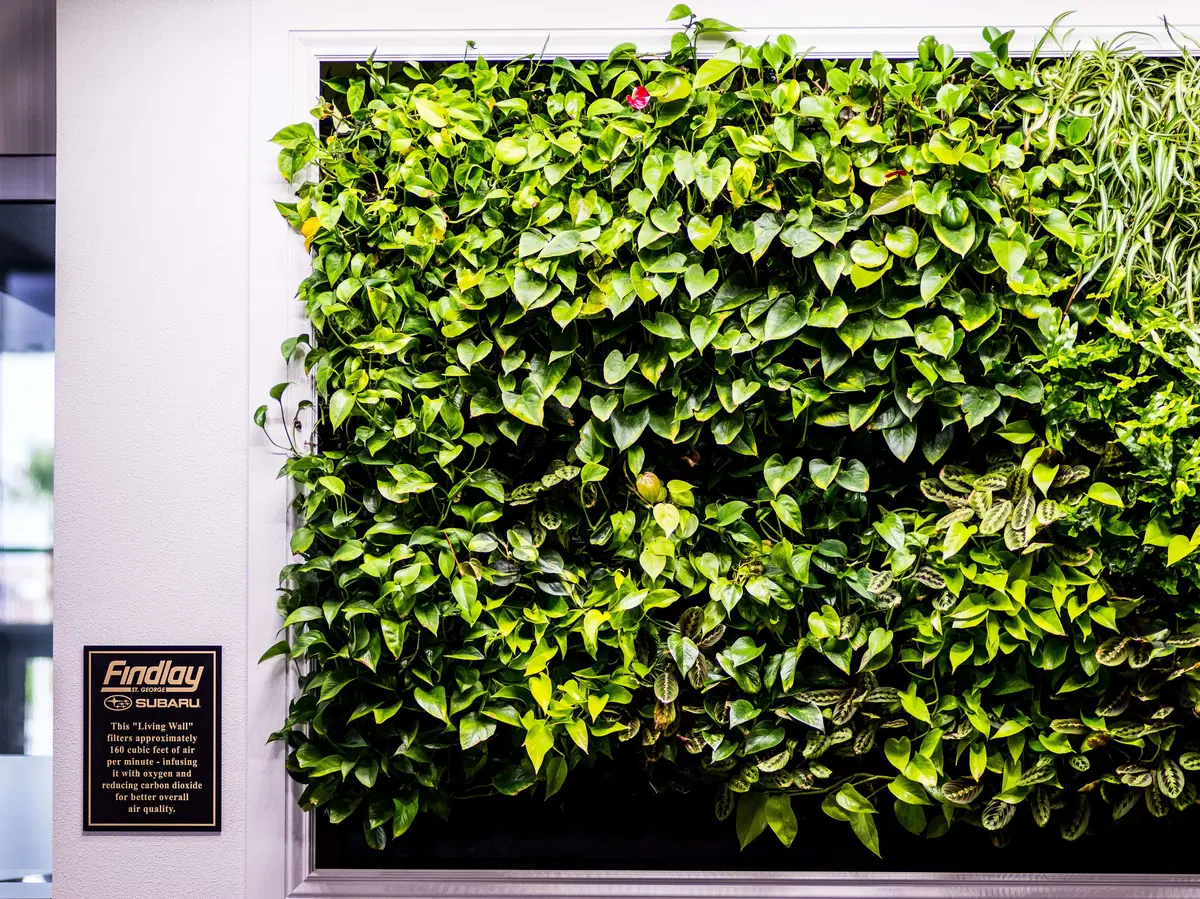 a close up of a living wall, full of subtropical plants