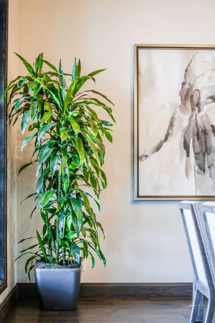 potted tree in the corner of a room