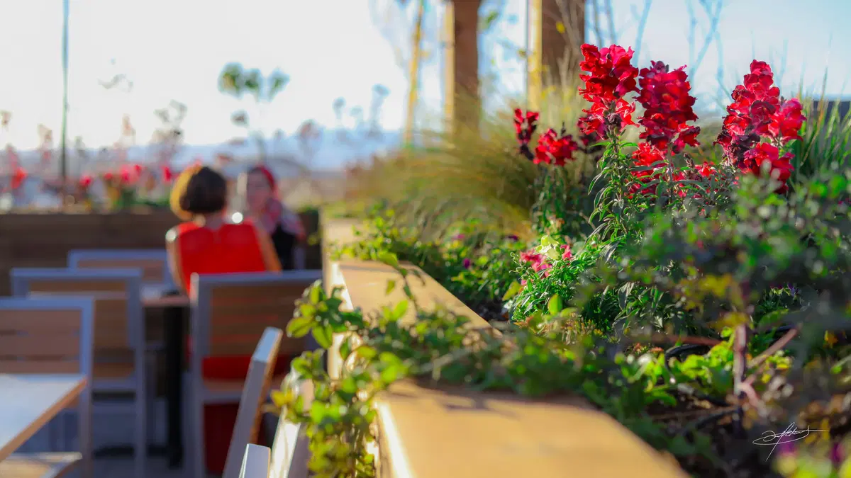 close up of red flowers, with a patio and people talking in the background