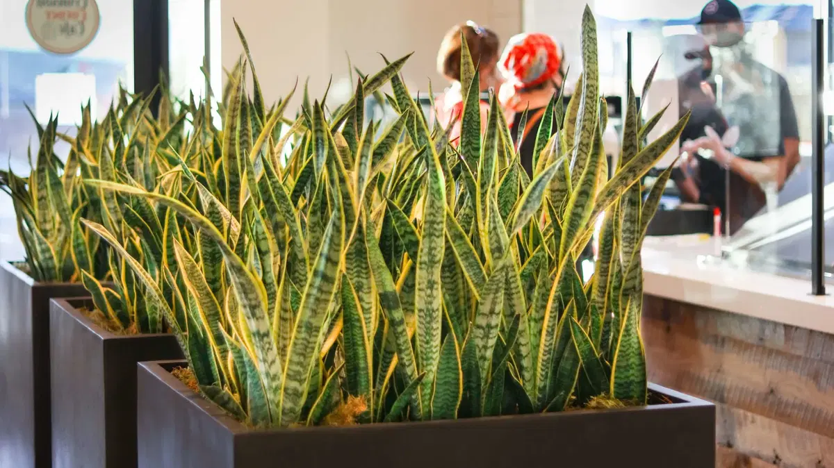 snake plants growing out of a custom indoor planter