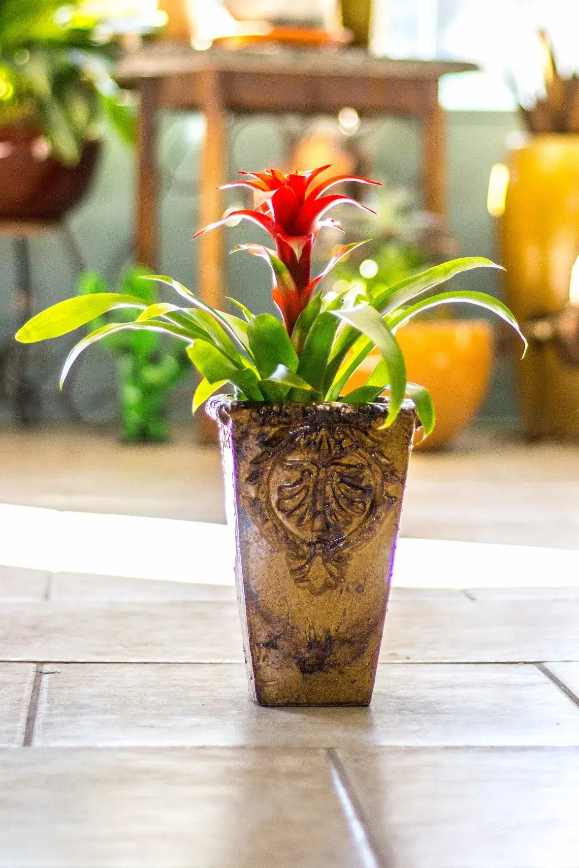 a beautiful red flower growing from a small pot