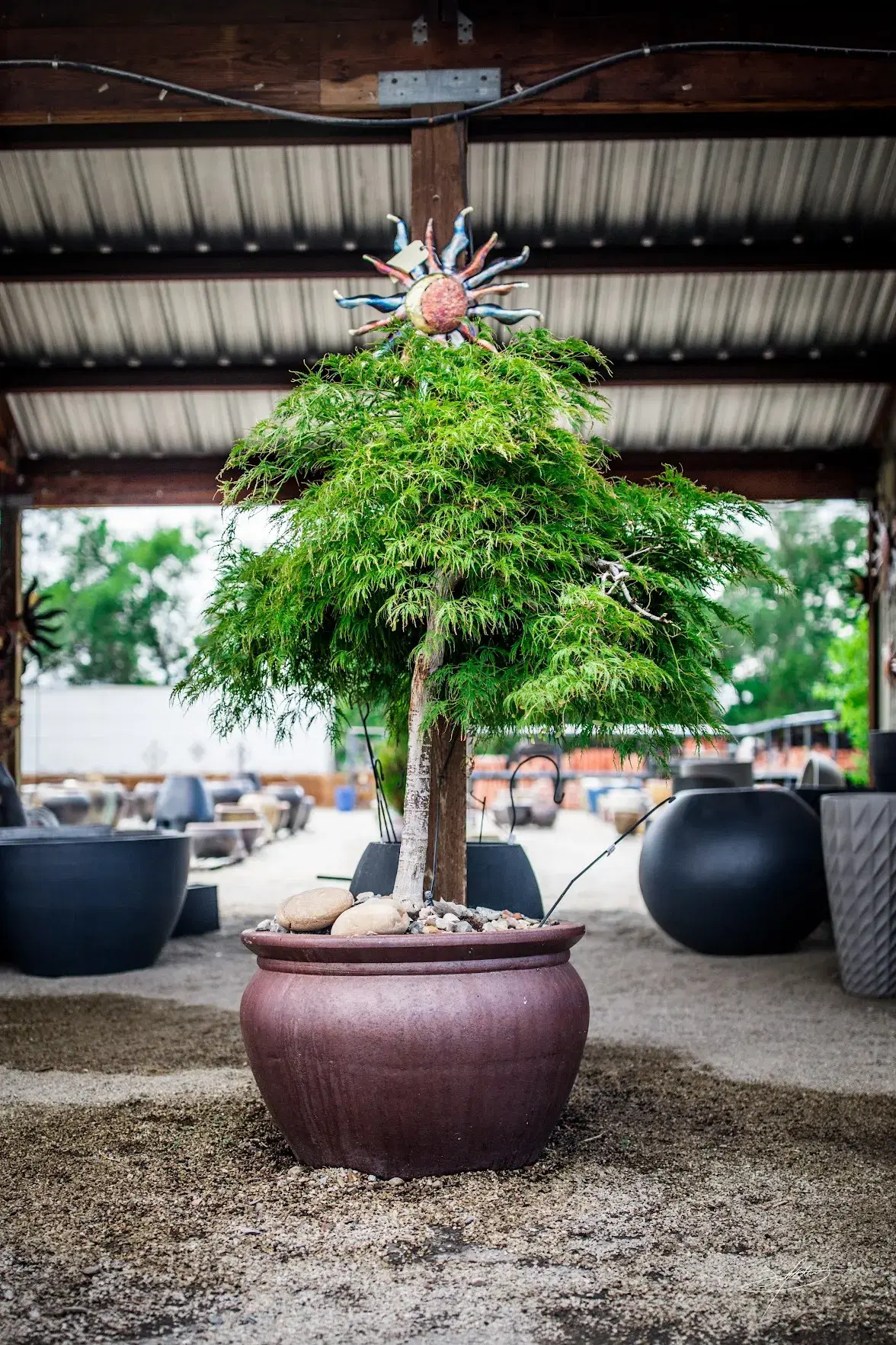 a tree growing in a large pot
