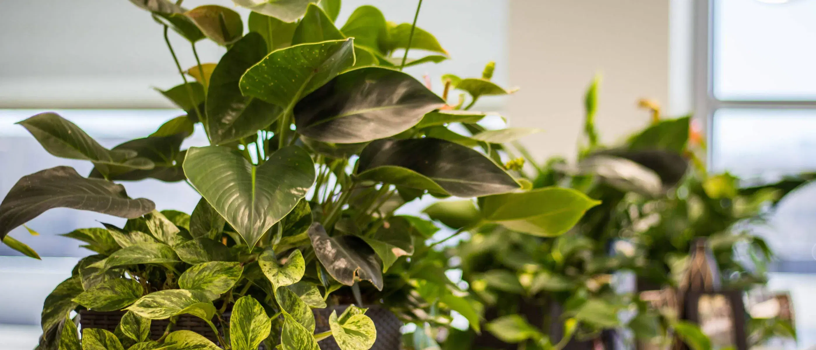closeup of beautiful subtropical plants in an office space